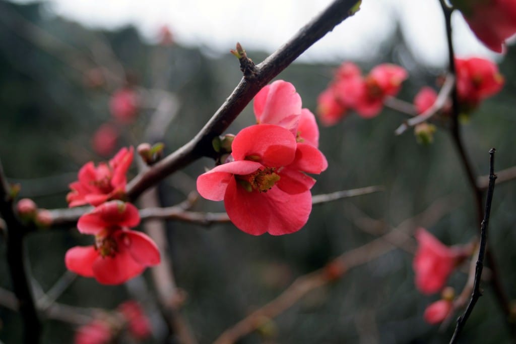 Apricot
