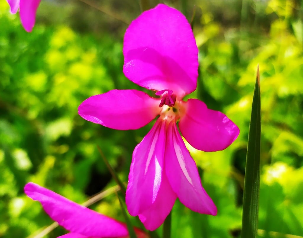 Flower 4