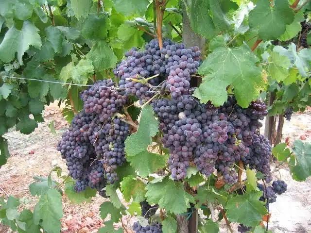 grape
