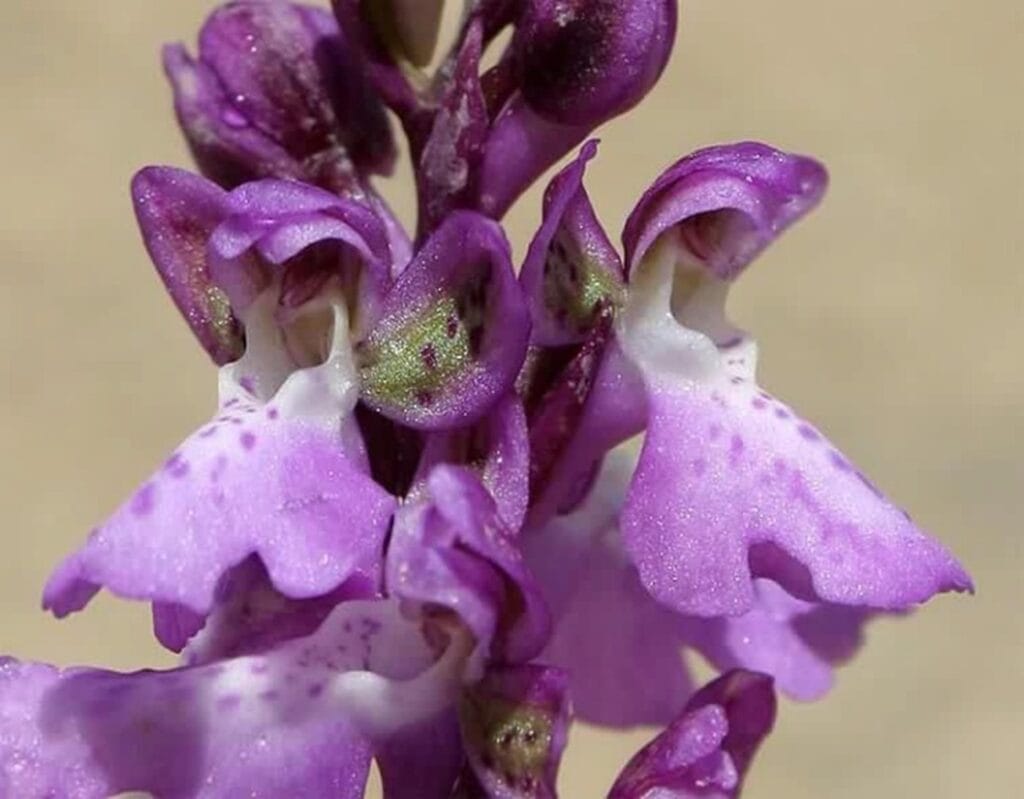 ophris