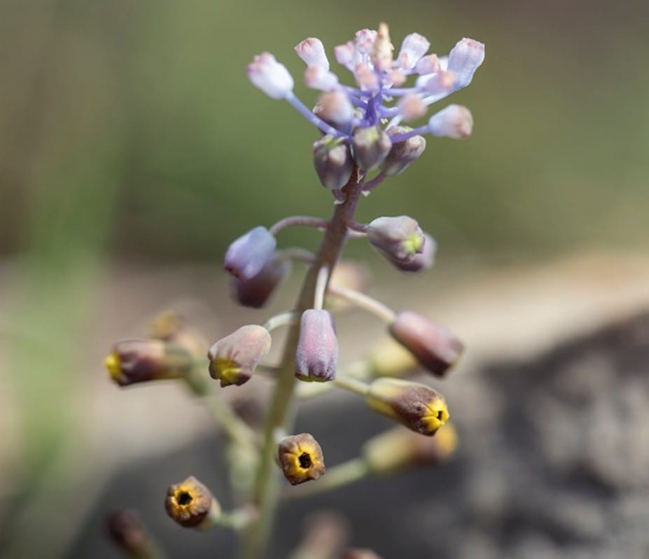 myosotis